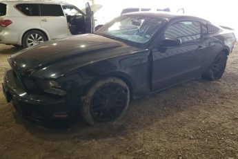 1ZVBP8AM2E5291113 | 2014 FORD MUSTANG